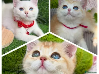 British Shorthair cats Unique British shorthair golden kittens - Advert 13