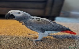 Parrots birds for sale: African grey parrot - Image 2