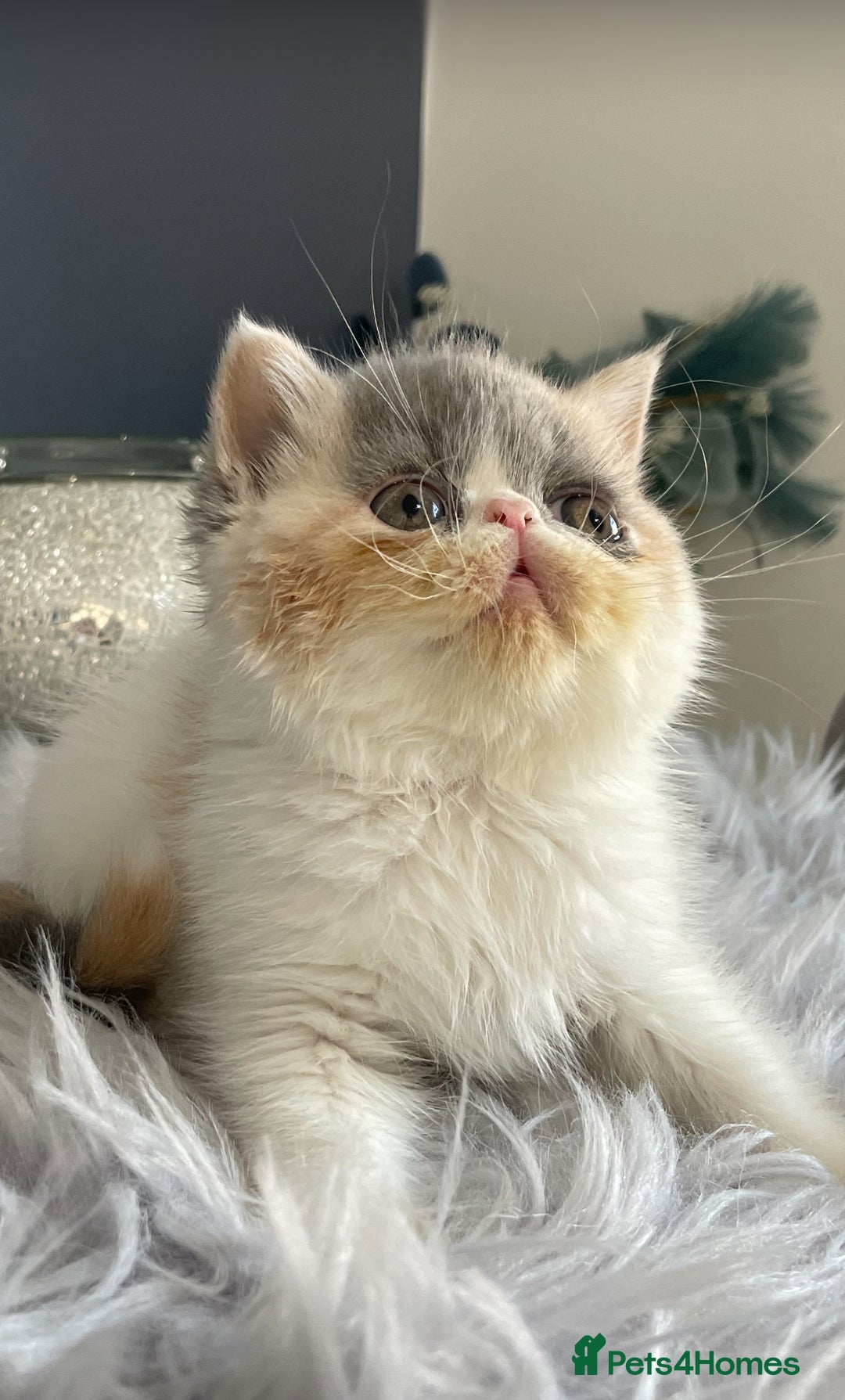 Exotic cats for sale: 🔥GCCF EXOTIC KITTENS READY DECEMBER  **  - Advert 6