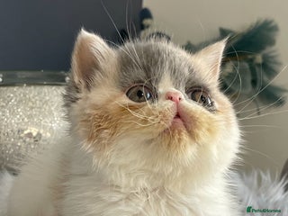 Exotic cats 🔥GCCF EXOTIC KITTENS READY DECEMBER ** - Advert 1