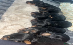Yorkshire Terrier dogs for sale: Adorable Yorkshire Terrier Puppies✨ - Image 3