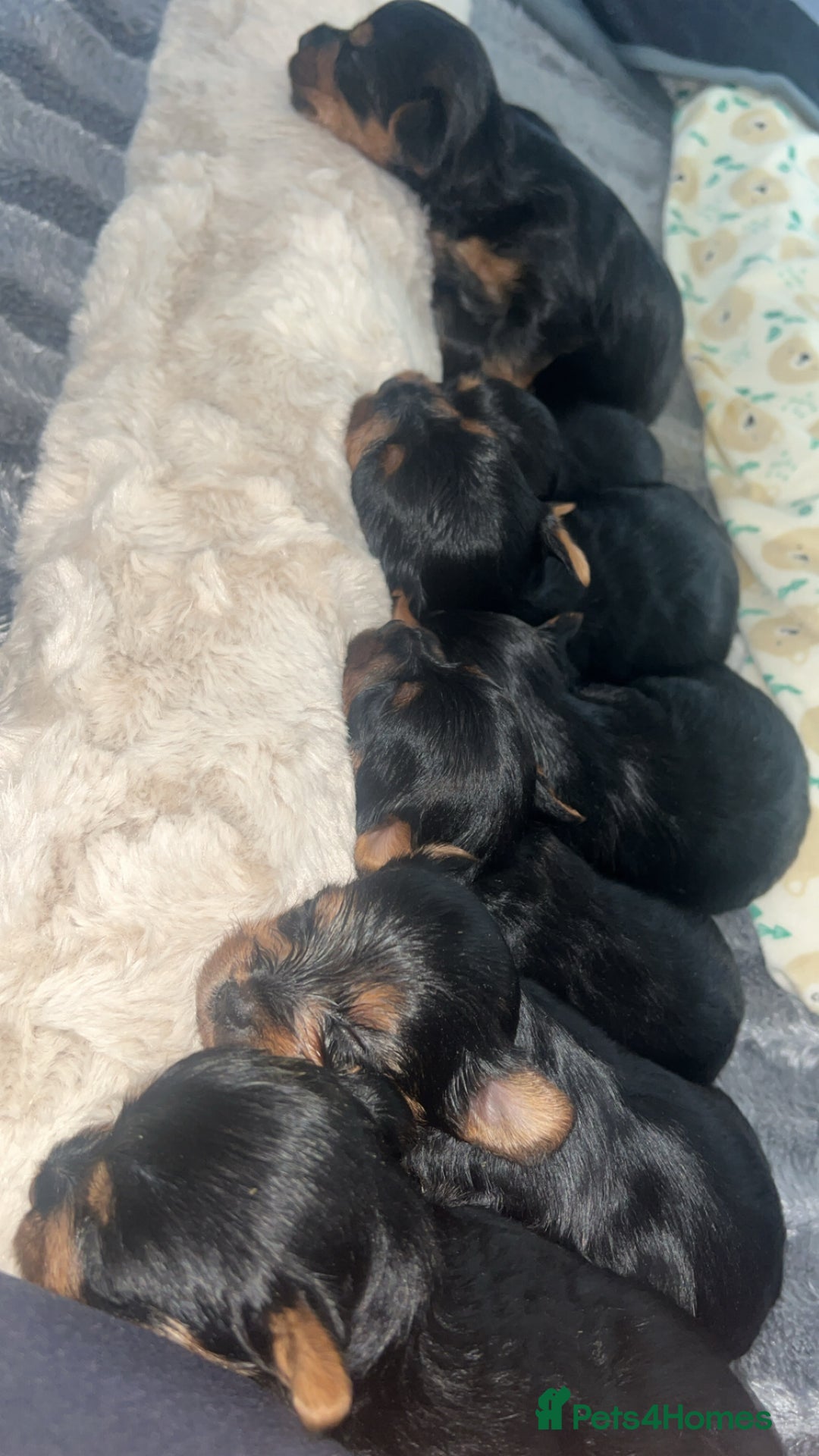 Yorkshire Terrier dogs for sale: Adorable Yorkshire Terrier Puppies✨ - Image 3