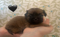 Shih Tzu dogs for sale: KC Registered Breed Standard Shih Tzu Puppies - Image 5