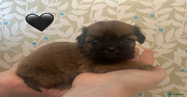 Shih Tzu dogs - Advert 8
