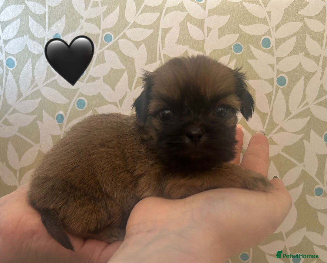 Shih Tzu dogs for sale: KC Registered Breed Standard Shih Tzu Puppies - Image 5