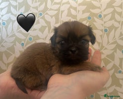 Shih Tzu dogs - Advert 3