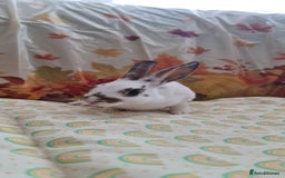 Rex rabbits for sale: Beautiful Rex Rabbits  - Image 6