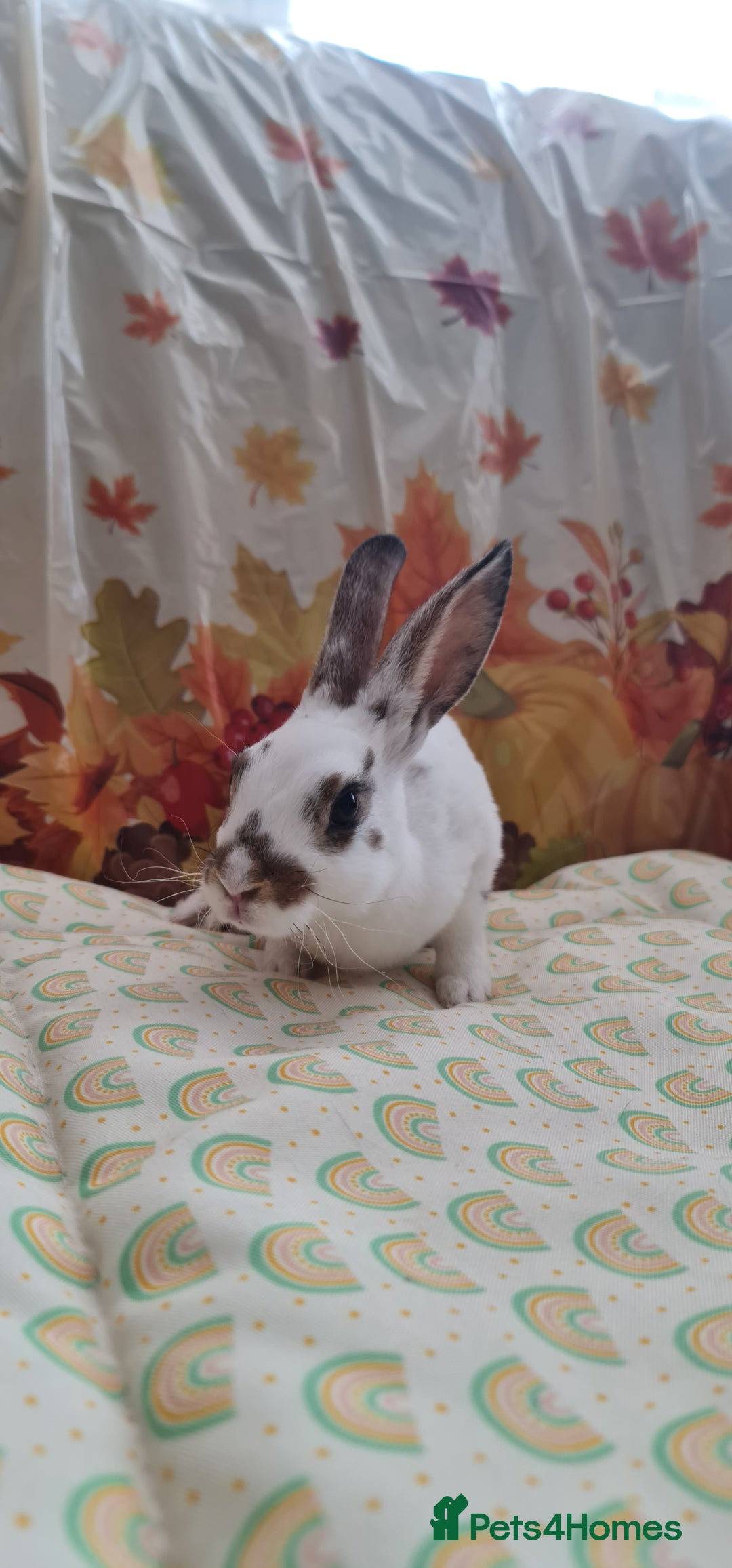 Rex rabbits for sale: Beautiful Rex Rabbits  - Image 6