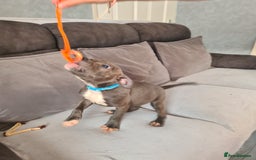 Staffordshire Bull Terrier dogs for sale: Lovely puppy  in Coventry - Image 26