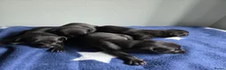 Whippet dogs for sale: Kc whippets for sale - Advert 3