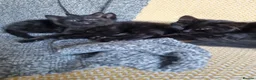Mixed Breed cats for sale: Four black kittens with long fur and medium fur - Advert 4