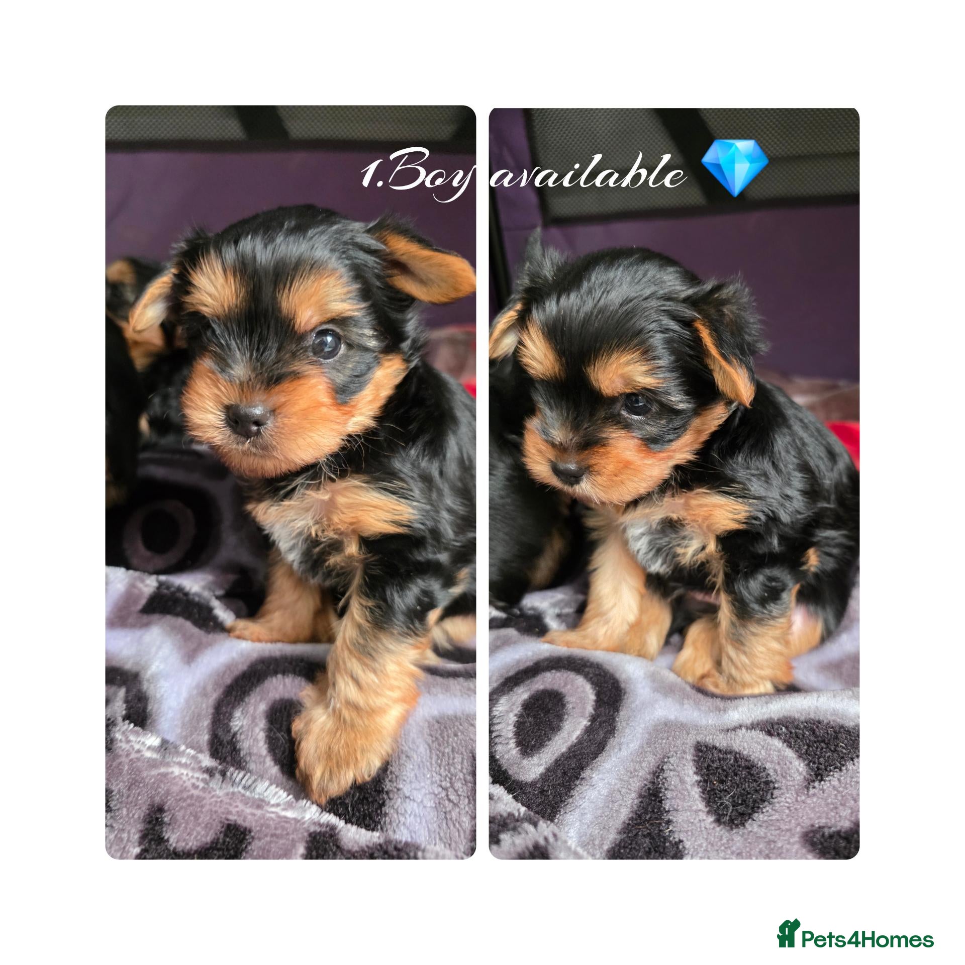 Yorkshire Terrier dogs 💕Yorkshire Terrier puppies.💕 1 Boy available 🐶 - Advert 8