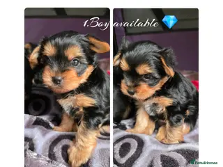Yorkshire Terrier dogs 💕Yorkshire Terrier puppies.💕 1 Boy available 🐶 - Advert 8