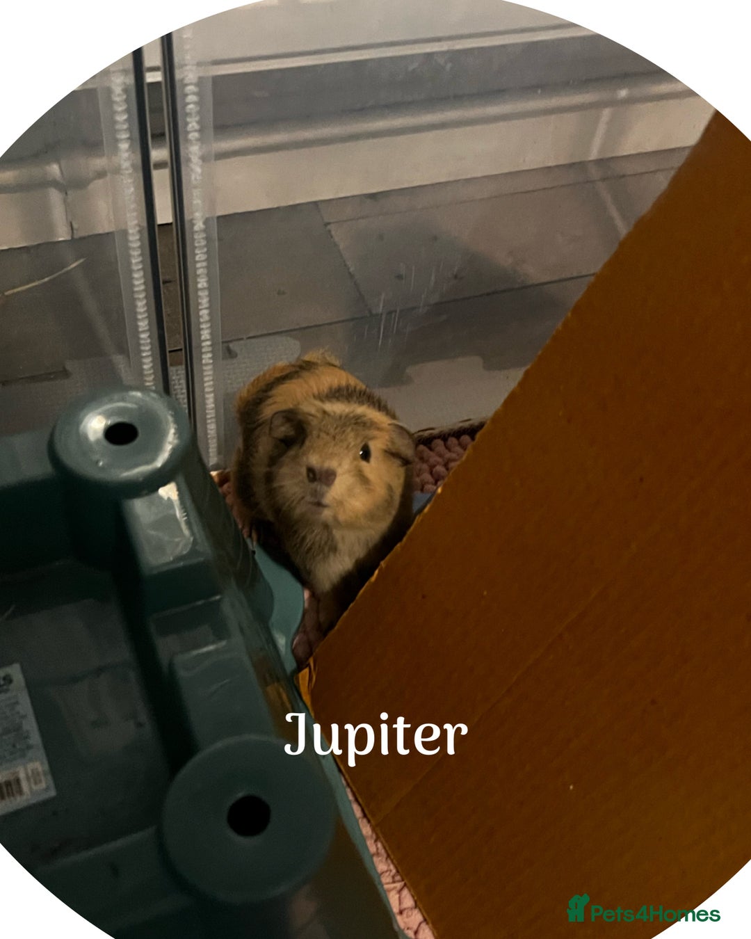 Guinea Pig rodents for sale: Male guinea pigs x3 - Advert 3