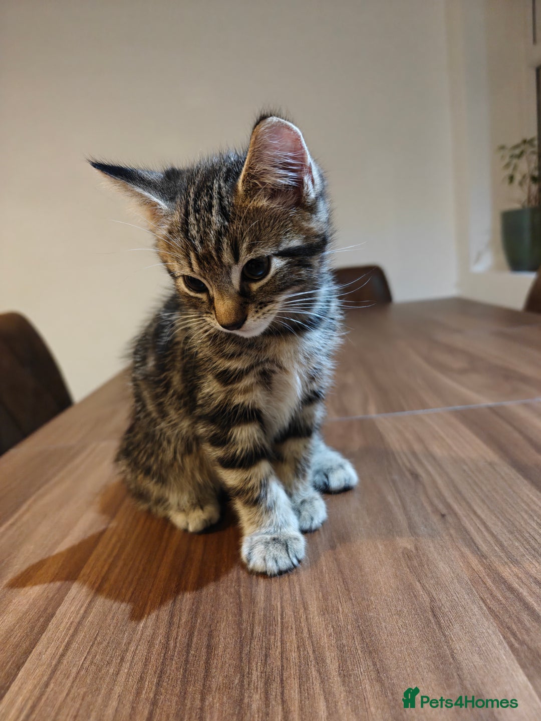 Scottish Fold cats for sale: 2 Playful Scottish Fold Cross Kittens – Ready Now - Image 13