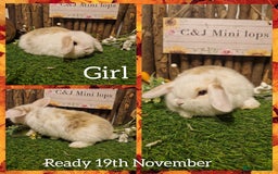 Mini Lop rabbits for sale: Mini lop kits available to reserve  - Advert 1