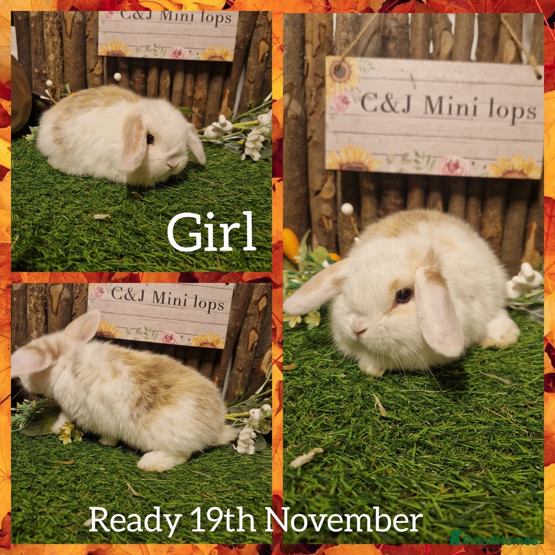 Mini Lop rabbits for sale: Mini lop kits available to reserve  - Advert 1