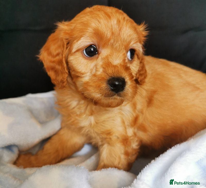 Cavapoo dogs Stunning Cavapoo Puppies for sale. - Advert 1