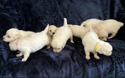 Golden Retriever dogs for sale: Stunning KC Golden Retriever puppies - Image 3