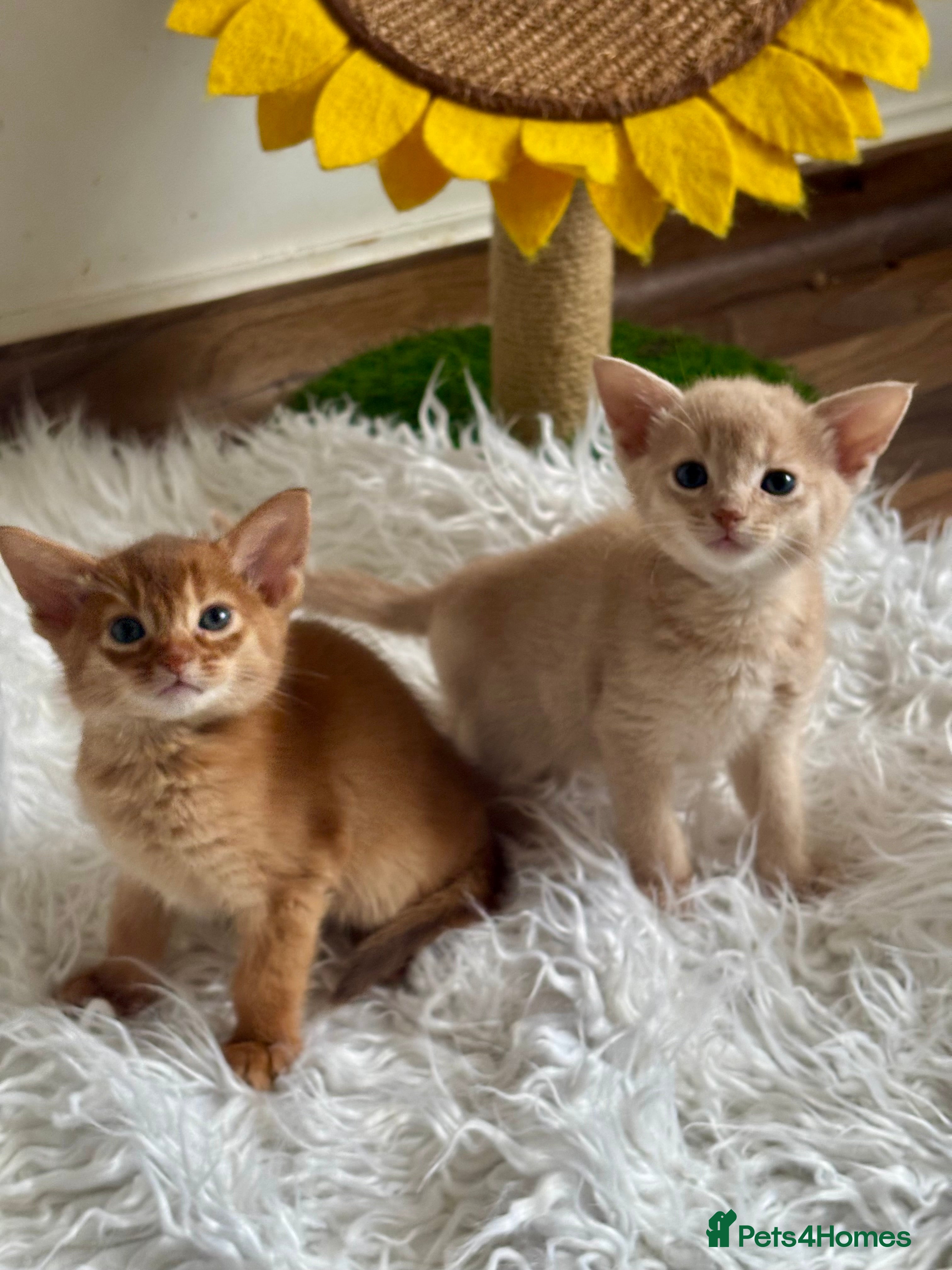 Abyssinian cats NOW READY Tica registered Abyssinian kittens  - Advert 3
