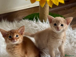 Abyssinian cats Pure pedigree Tica registered Abyssinian kittens - Advert 1