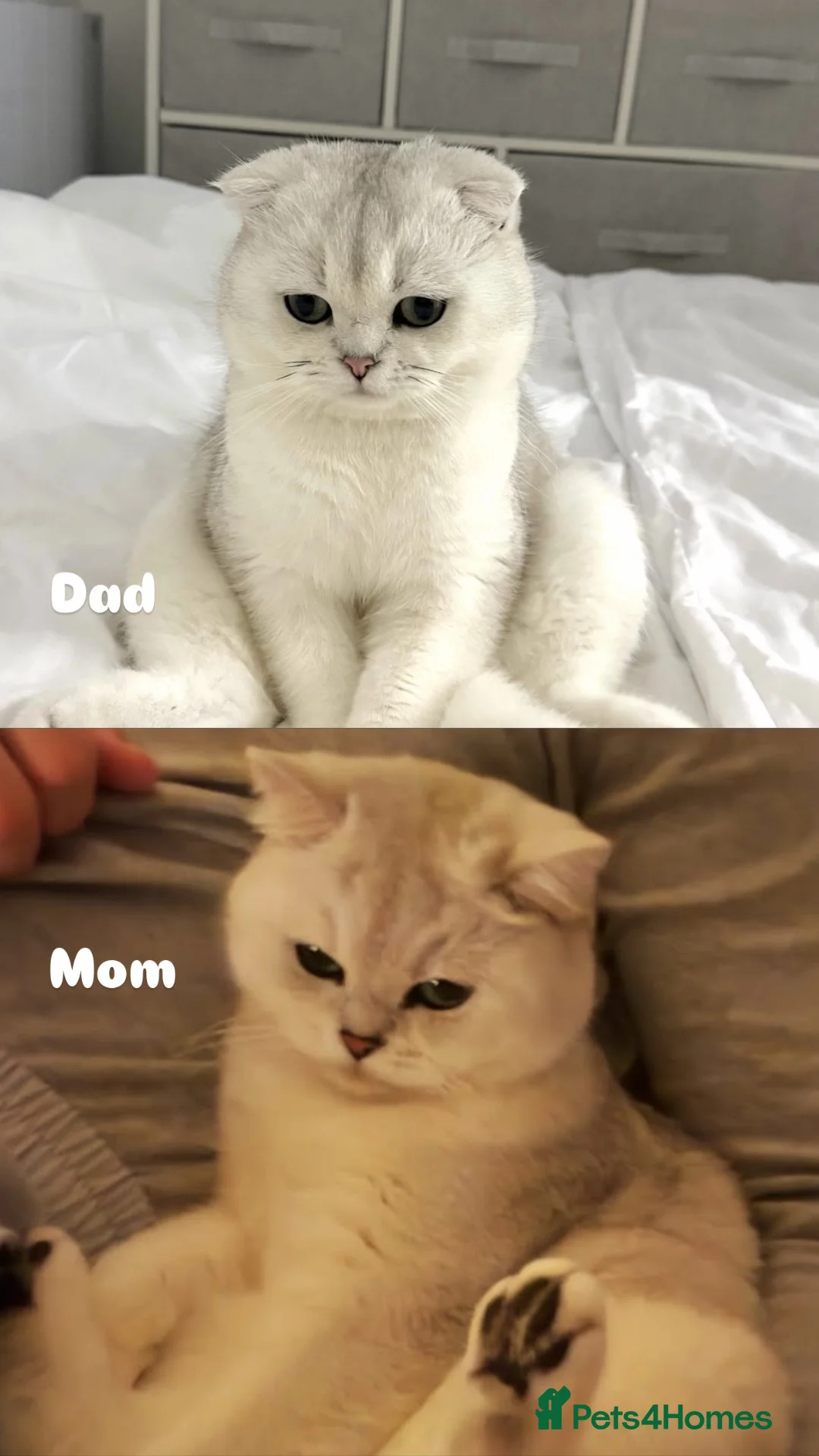 British Shorthair cats for sale: Fluffy British Shorthair & Fold Kittens 🐈‍⬛  - Advert 1