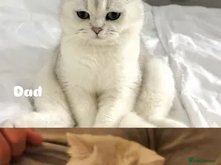 British Shorthair cats Fluffy British Shorthair & Fold Kittens 🐈⬛ - Advert 14