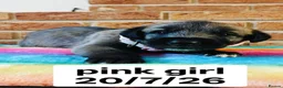 Irish Wolfhound dogs for sale: Stunning KC reg Irish Wolfhound litter for sale - Advert 4
