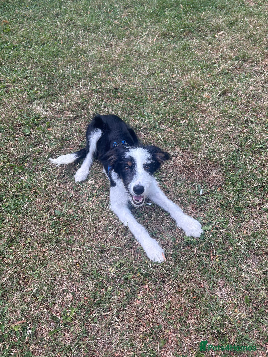 Mixed Breed dogs for stud: Border Collie × Bearded Collie Dog – 1 Year Old - Advert 9