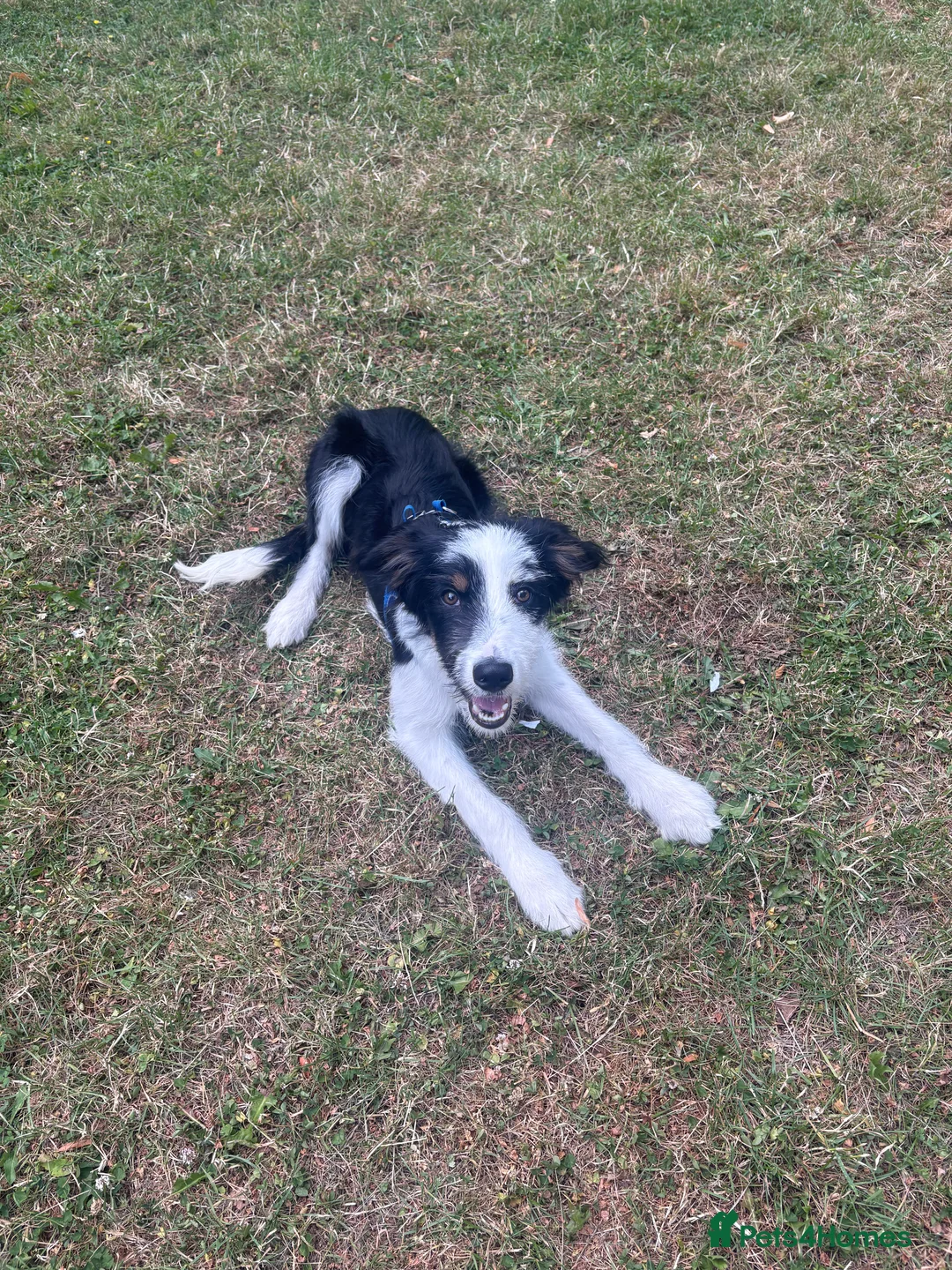 Mixed Breed dogs for stud: Border Collie × Bearded Collie Dog – 1 Year Old - Advert 9