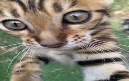 Bengal cats for sale: MIXED BENGAL KITTENS - Image 12