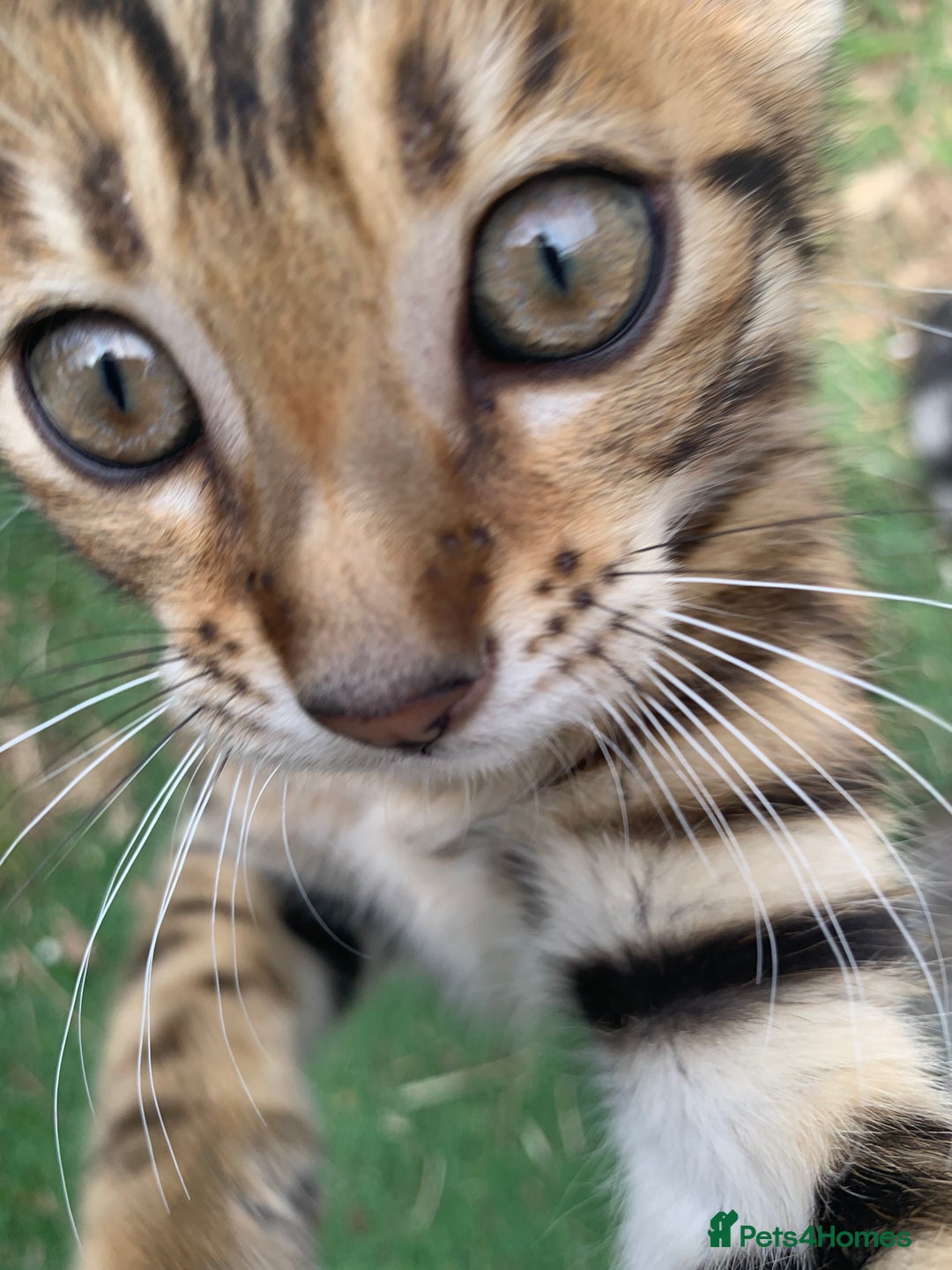 Bengal cats for sale: MIXED BENGAL KITTENS - Image 12
