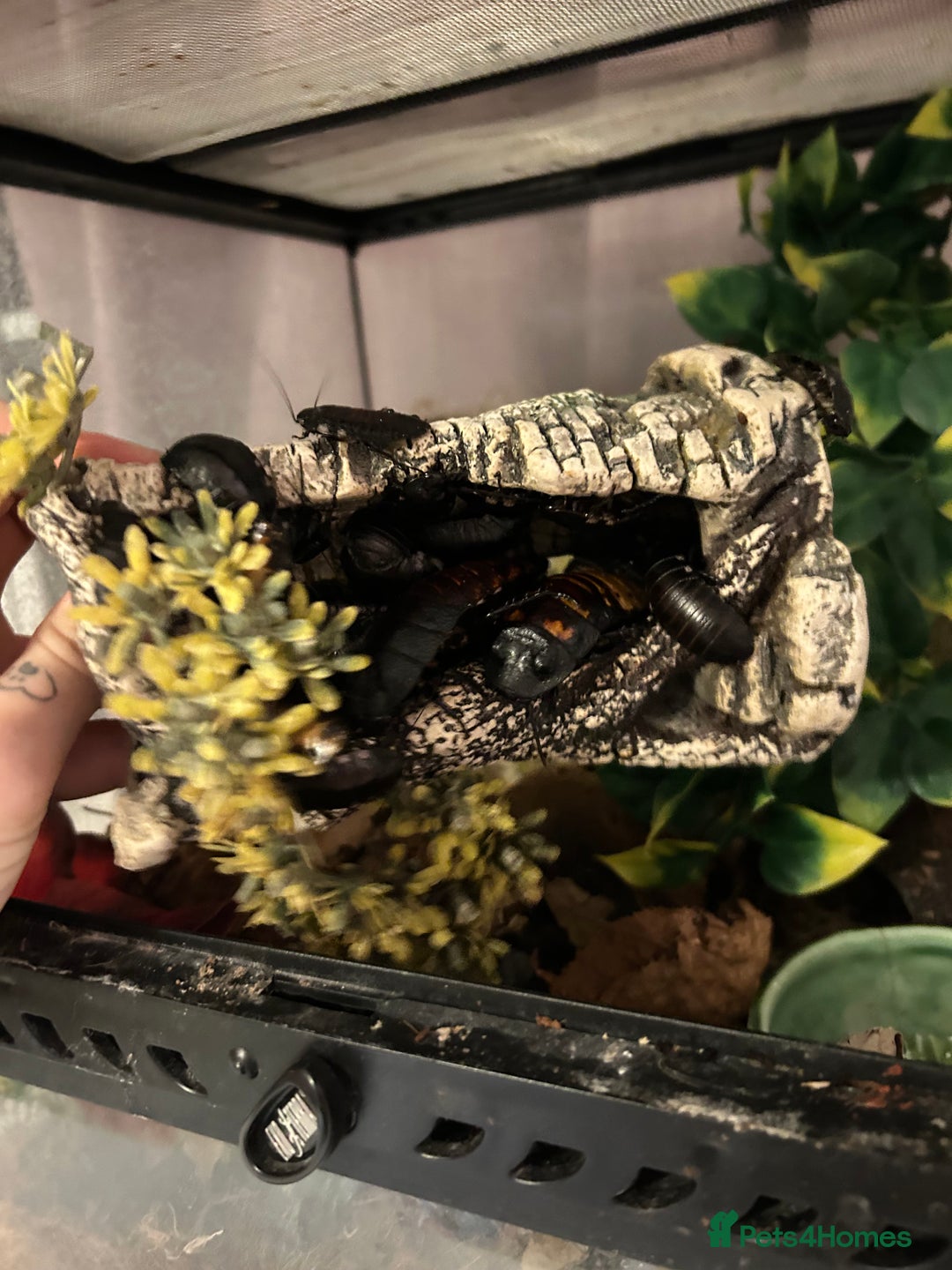 Cockroaches invertebrates for sale: adult and baby hissing cockroaches with setup  - Image 3