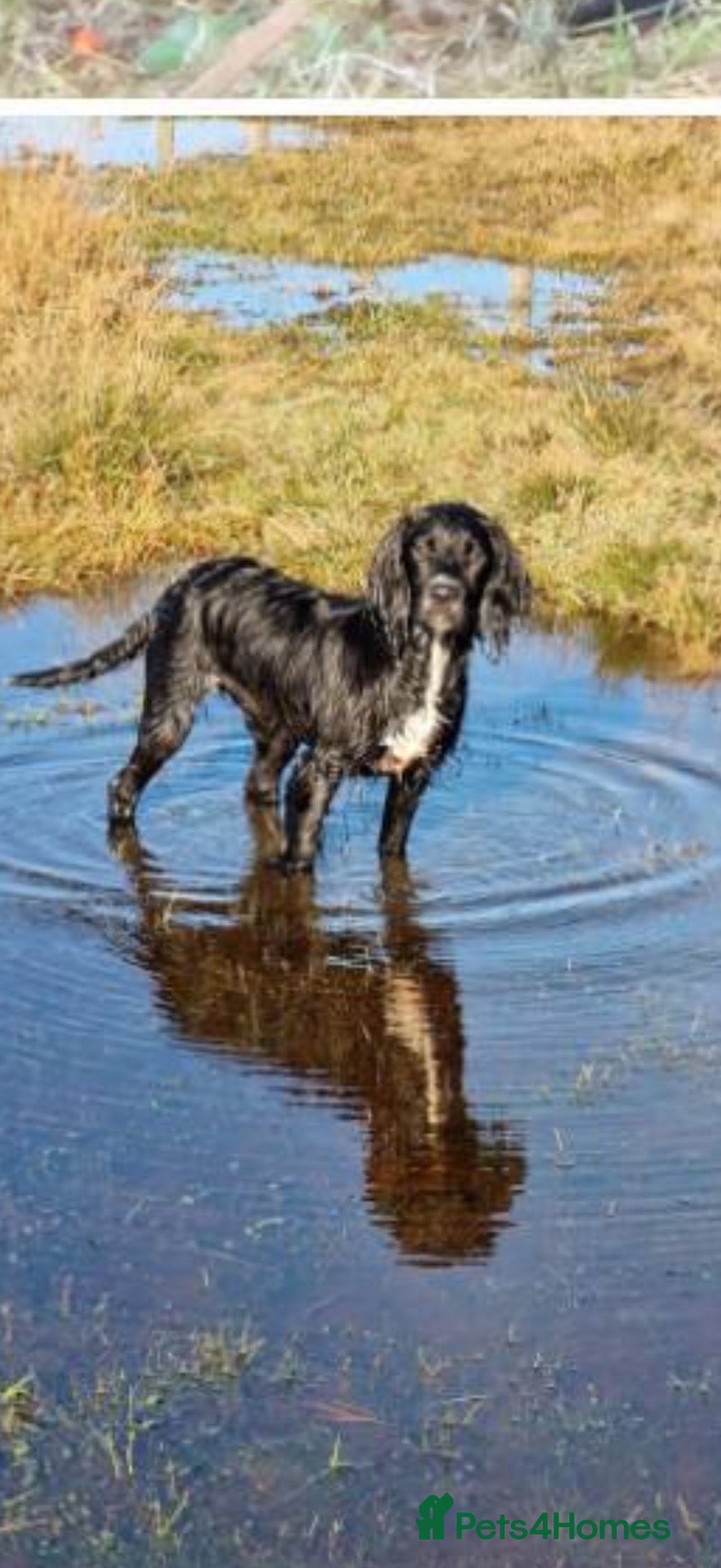 Mixed Breed dogs Sprockerpoo  - Advert 2