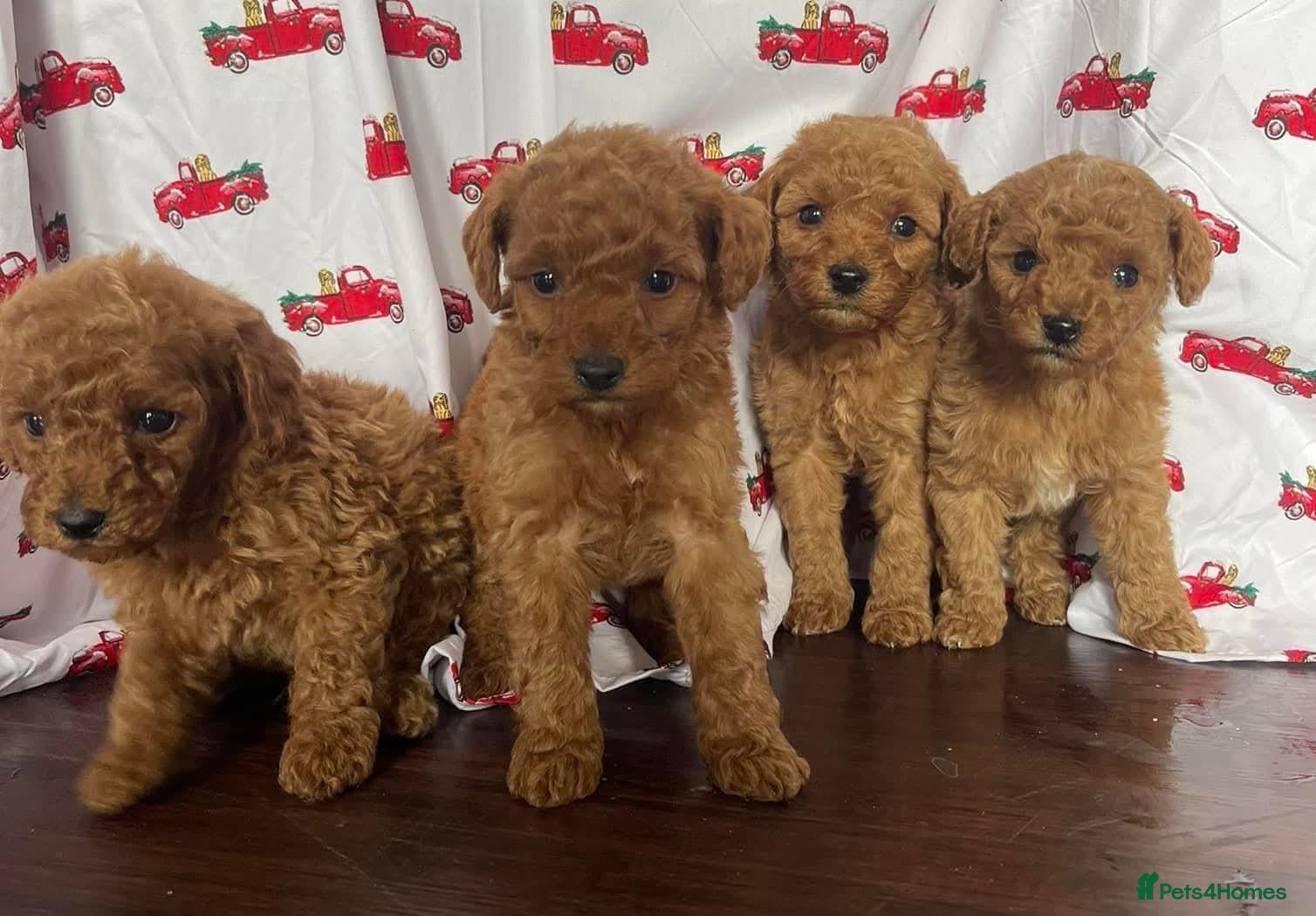 Cavapoo dogs Cavapoo puppies stunning - Advert 2