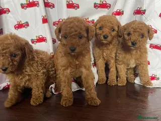 Cavapoo dogs Cavapoo puppies stunning - Advert 2