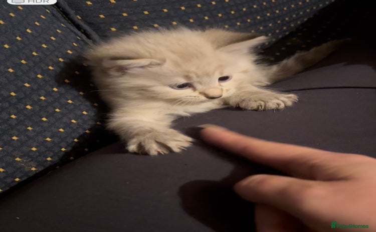 Ragdoll cats - Advert 2
