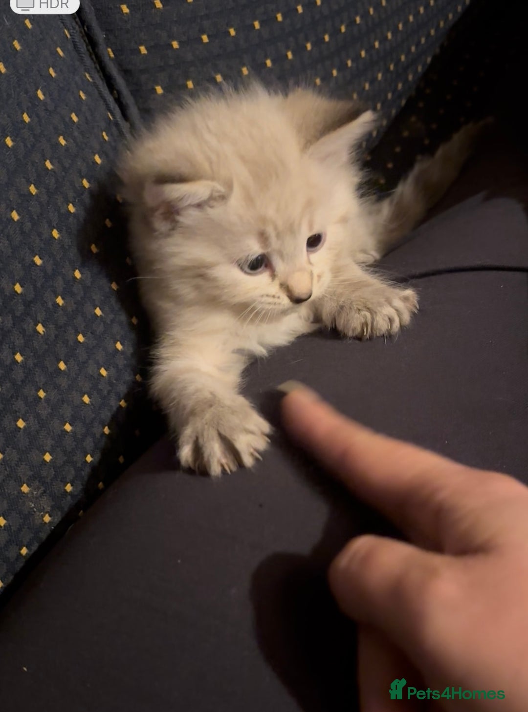 Ragdoll cats for sale: Ragdoll cross 2 boys 2 girls  - Image 1
