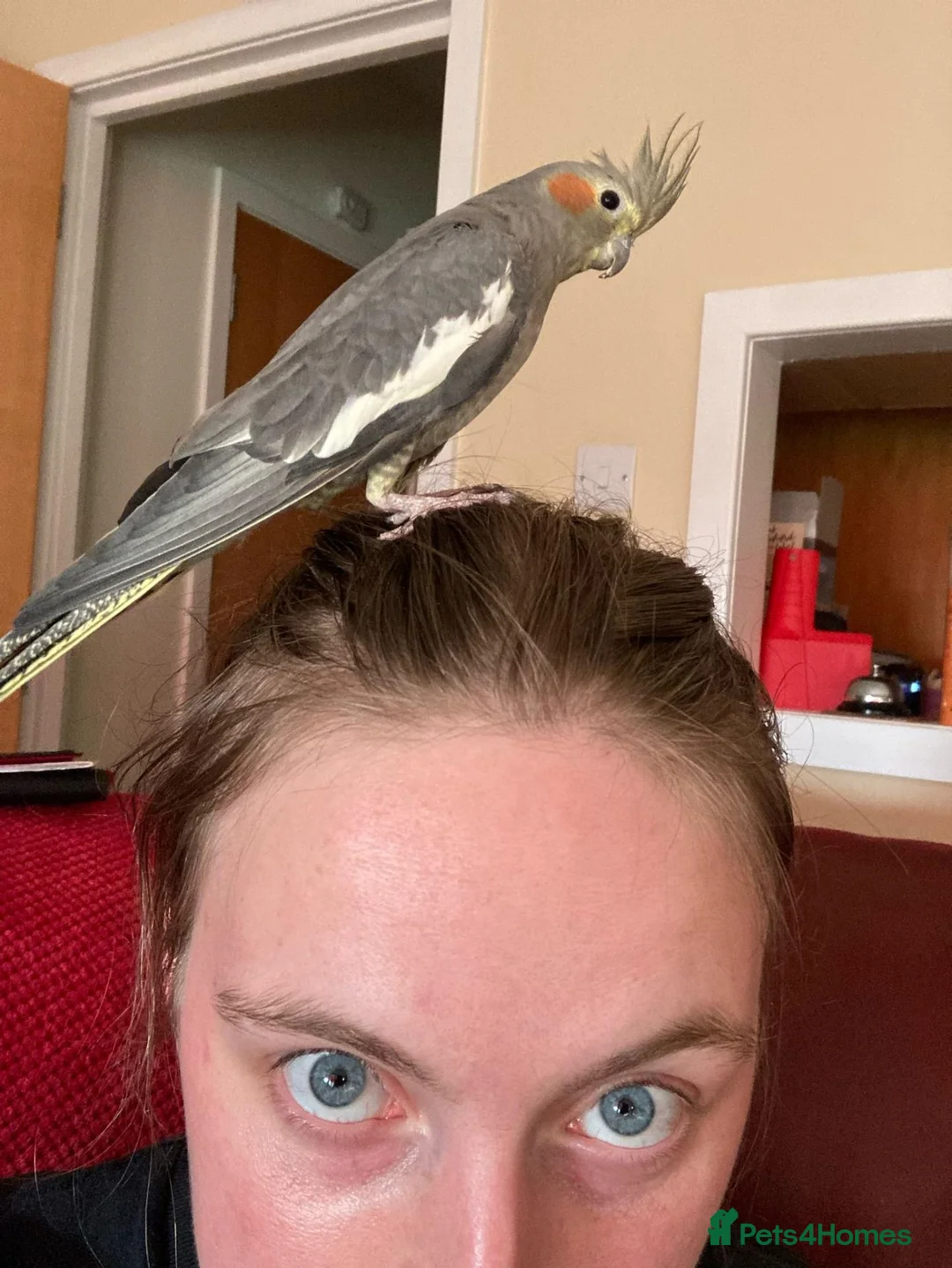 Cockatiels birds for sale: Terry in Bonnybridge - Advert 5