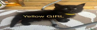 Yellow GIRL