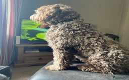 Labradoodle dogs for sale: Labradoodle 12th+ generation  - Image 6