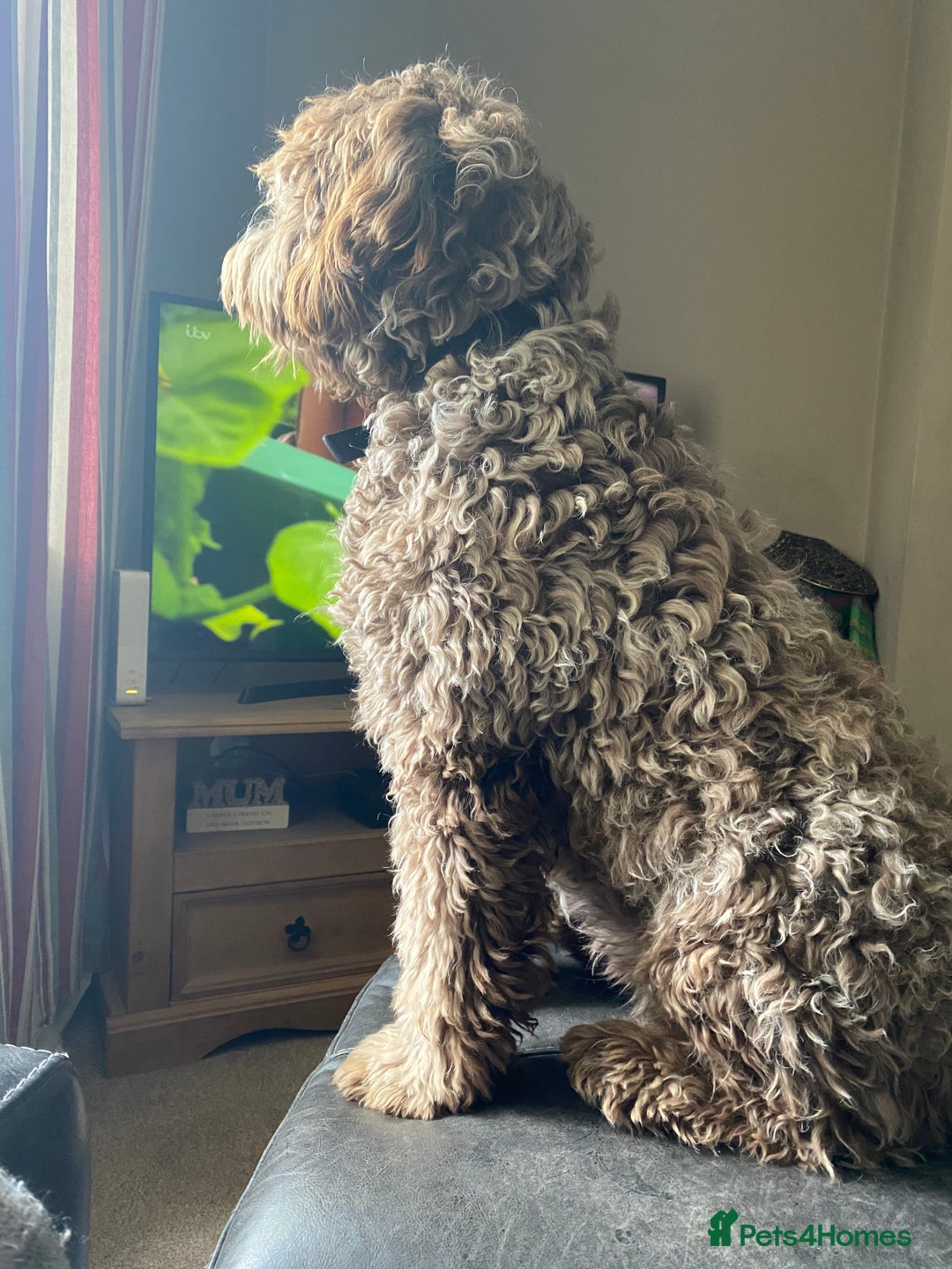 Labradoodle dogs for sale: Labradoodle 12th+ generation  - Image 6