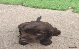 Cocker Spaniel dogs for sale: Working Cocker Spaniels  - Image 7
