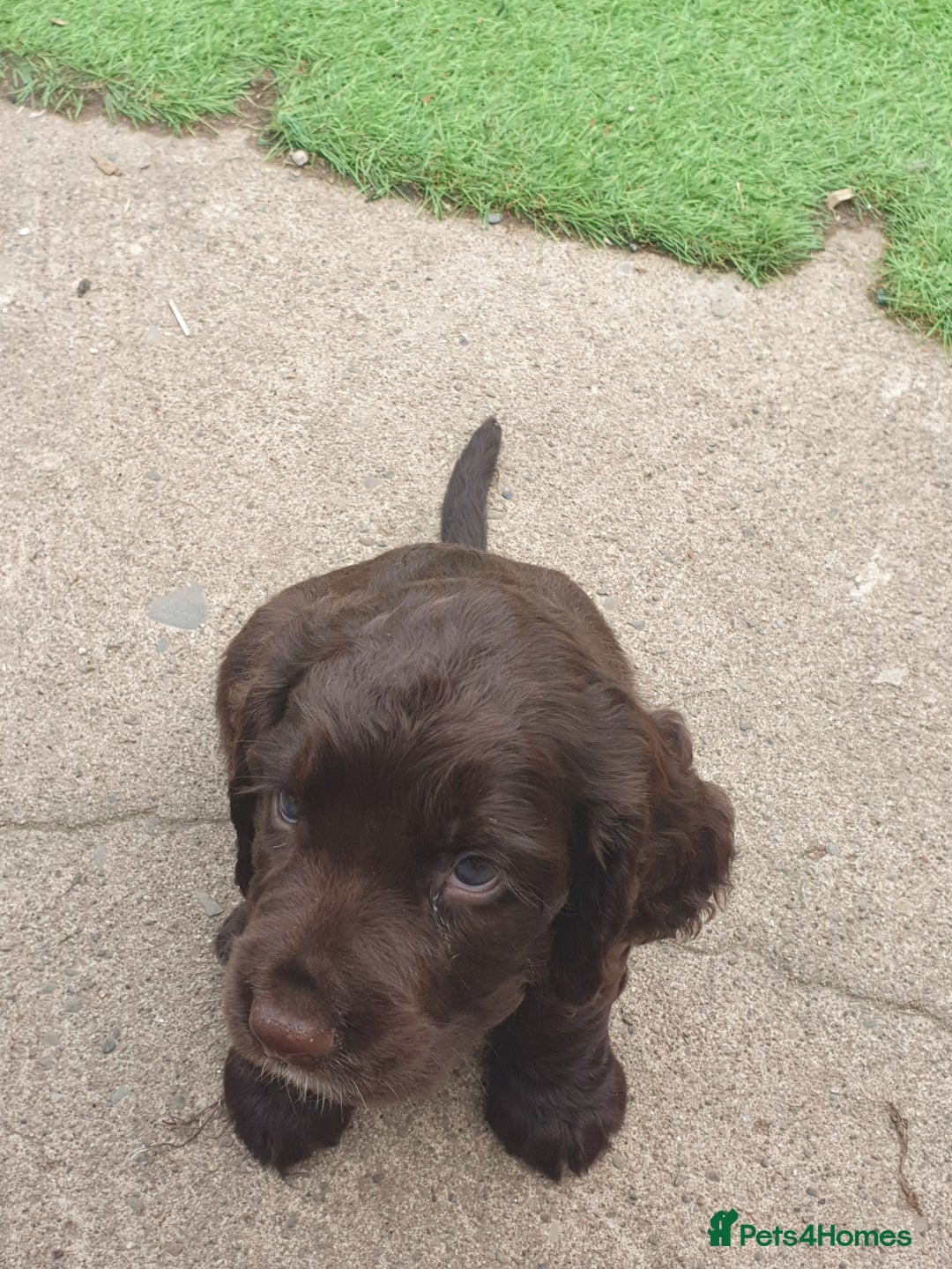 Cocker Spaniel dogs for sale: Working Cocker Spaniels  - Image 7