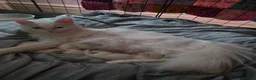 Ragdoll cats for sale: Ragdoll X kittens in Lincoln - Advert 14