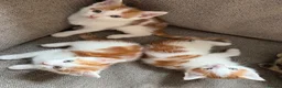 Mixed Breed cats for sale: X2 male ginger & white kittens  - Advert 7