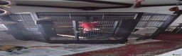 Macaws birds for sale: Macaw blue and yellow  in Thetford - Advert 6