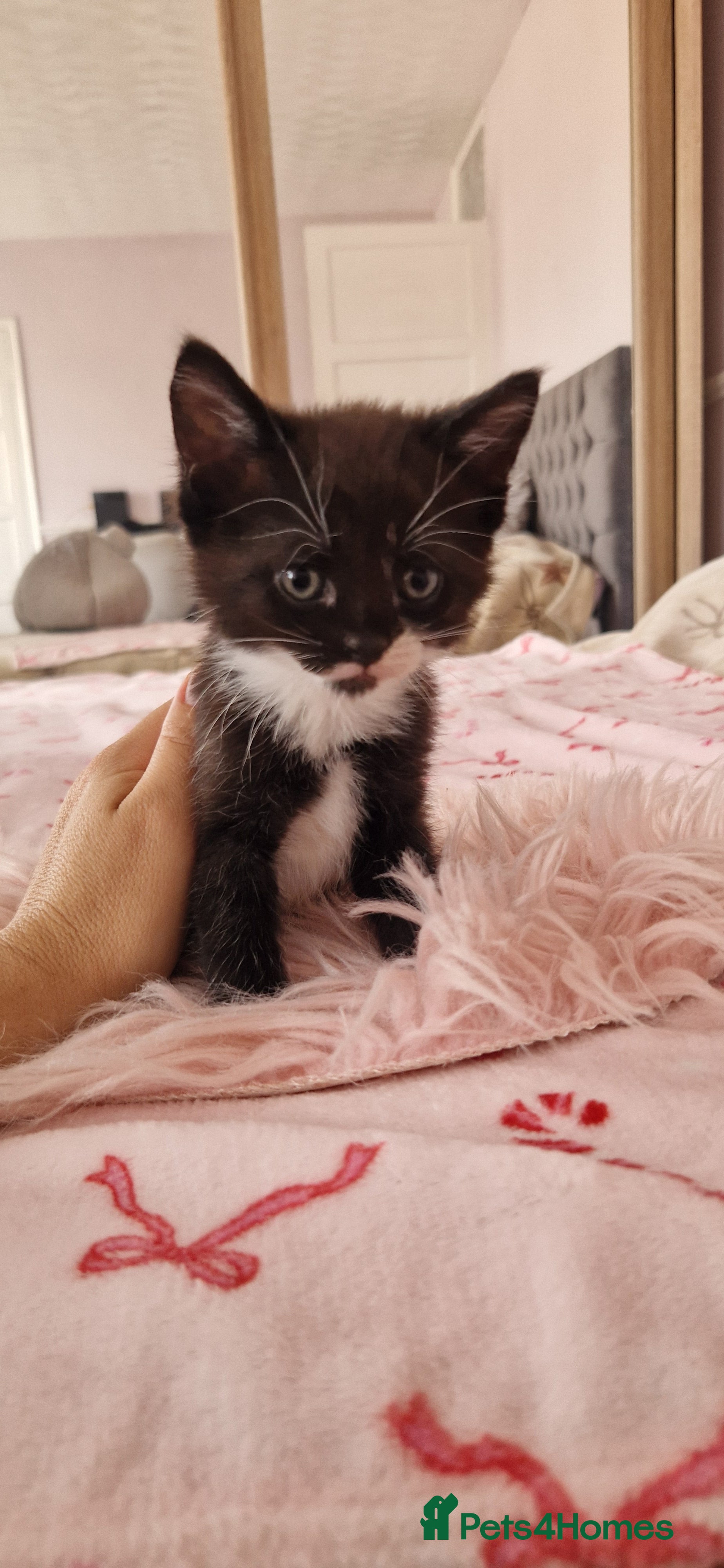 Mixed Breed cats Fluffy gorgeous soft fur kittens looking for 🏡  - Advert 2