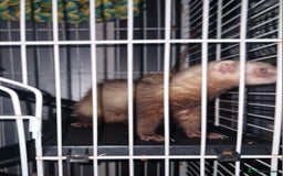Ferret rodents for sale: 10month old jill  - Image 3