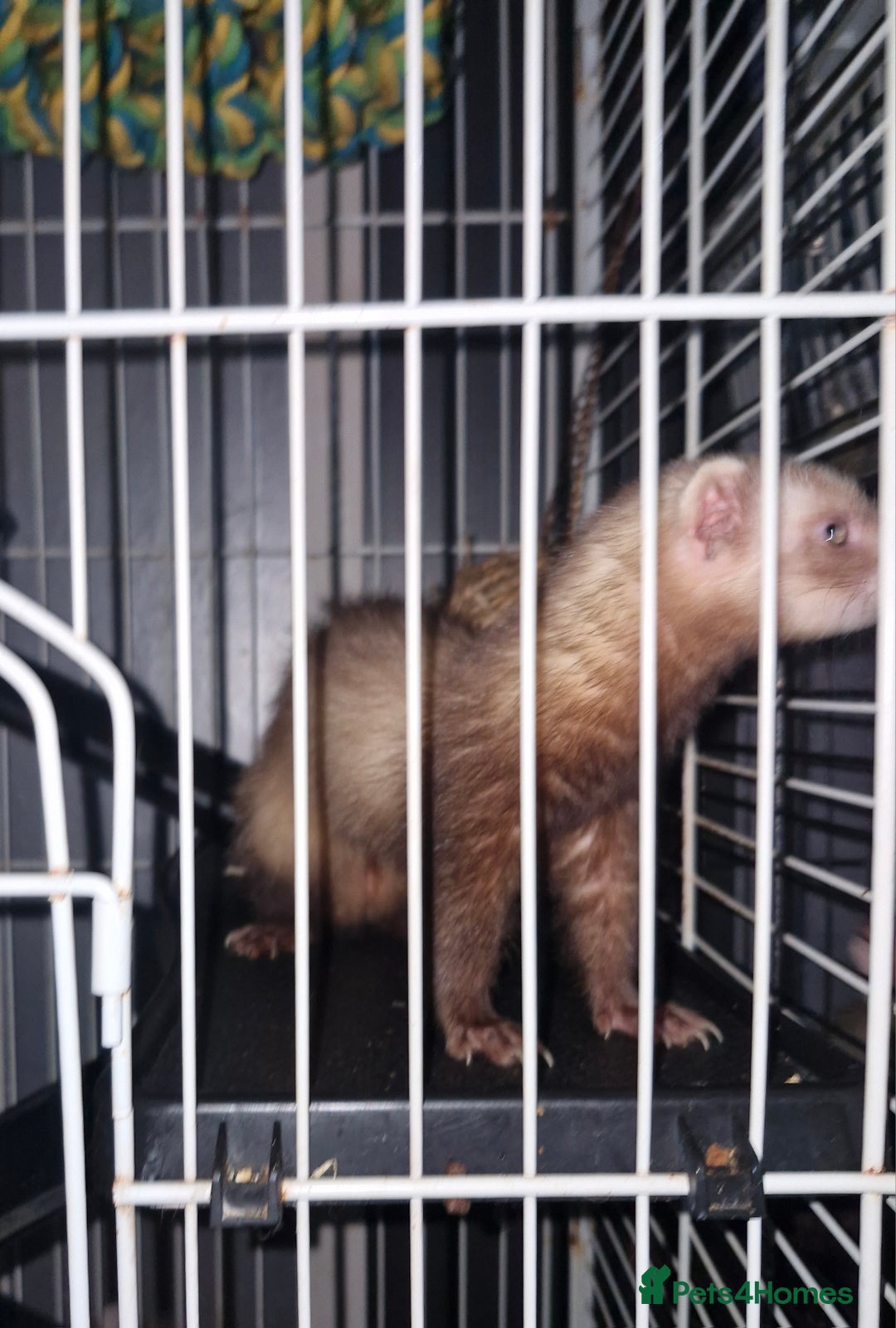 Ferret rodents for sale: 10month old jill  - Image 3